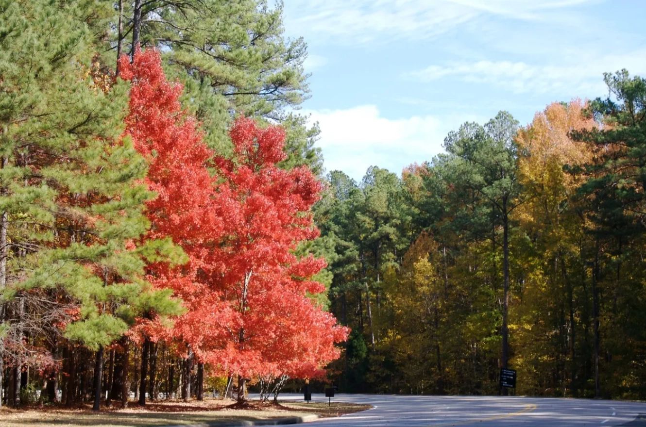 7 Amazing Places to See Beautiful Fall Foliage in Texas
